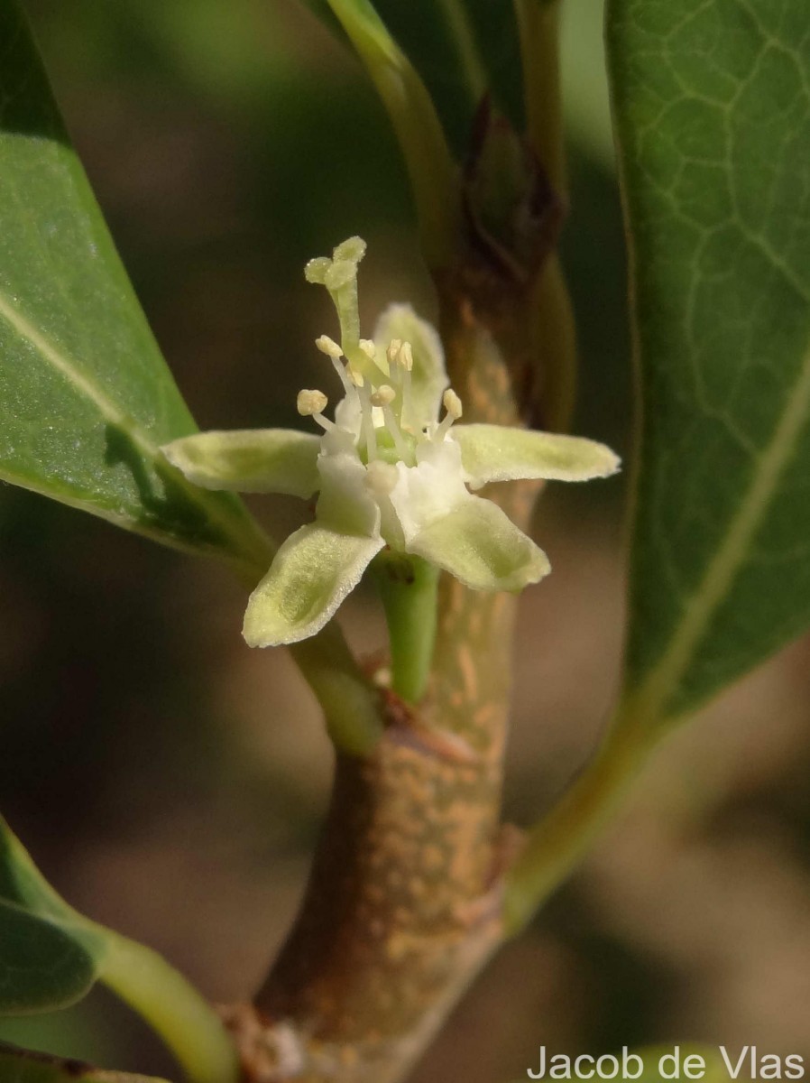 Erythroxylum monogynum Roxb.